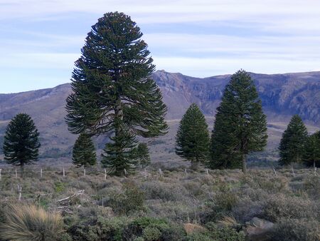 Araucaria araucana at Lanin National Parkの写真素材