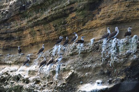 Blue footed booby, sula nebouxii, Galapagos Ecuadorの写真素材