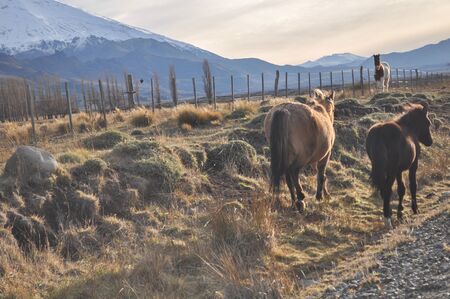 Tree horses in a meadow at sunset - Lanin National Park, Patagoniaの写真素材