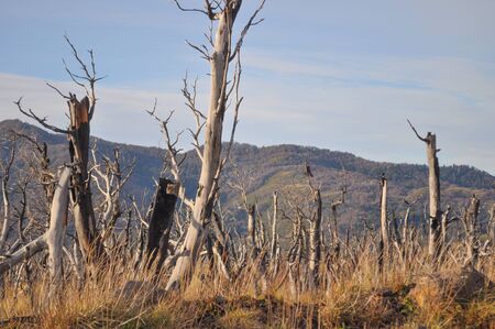 Dry forest at Lanin National Park at Patagoniaの写真素材