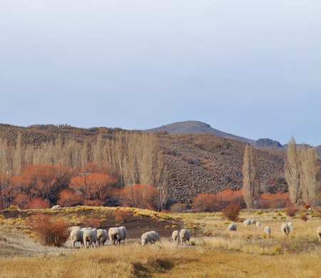 flock of sheeps grazin at Patagonian Landscape, Neuquen, Argentinaの写真素材