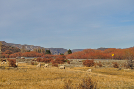 flock of sheeps grazin at Patagonian Landscape, Neuquen, Argentinaの写真素材