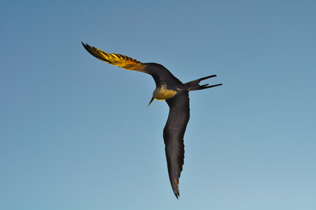 Closeup view of a frigatebird in flight in the Galapagos Islands in Ecuadorの写真素材