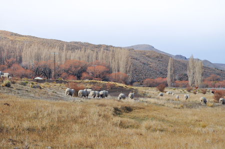 flock of sheeps grazin at Patagonian Landscape, Neuquen, Argentinaの写真素材