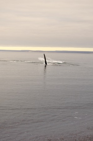 A whale on Doradillo beach in Peninsula Valdes, Argentine Patagoniaの写真素材