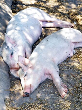 Two sleeping pigs in a farmの写真素材