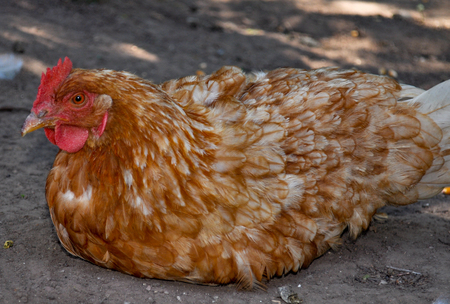 big hen with brown plumage and hatching eggsの写真素材