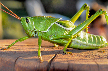 green grasshopper sitting on a woodの写真素材