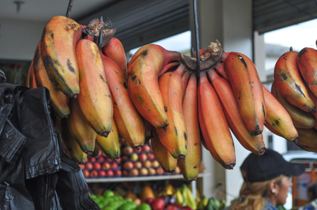 OTAVALO, ECUADOR - MARCH 18, 2016:  Tropical  Bananas at  Otavalo market, Ecuadorのeditorial素材