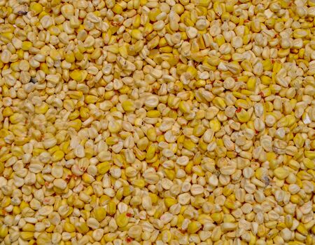 Closeup corn grains backgroundの写真素材