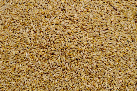 Wheat Textureの写真素材