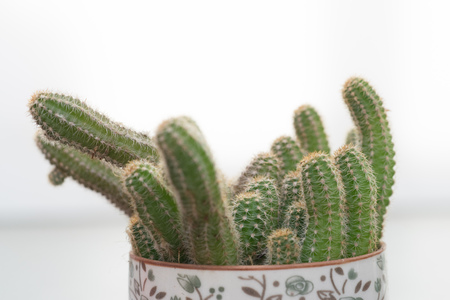 Decorative cactus on a white backgroundの写真素材