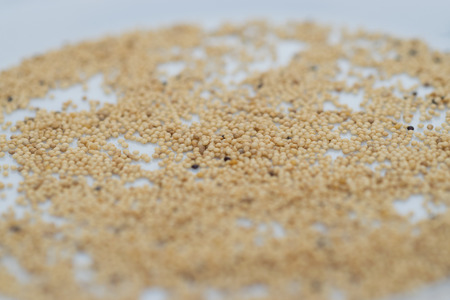 Pile of raw millet seedsの写真素材