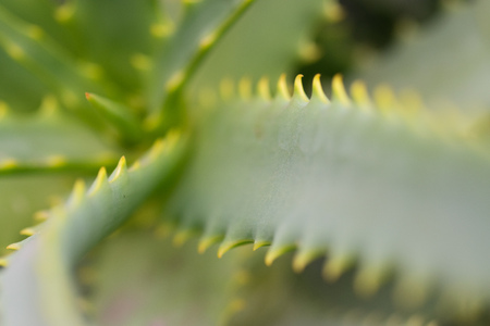 Aloe vera green plant closeupの写真素材