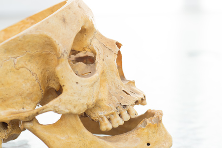 Human skullの写真素材