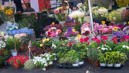 ROME, ITALY - JUNE 03, 2017:  Campo de Fiori, meaning field of flowers, is one of the main and lively squares of Romeのeditorial素材