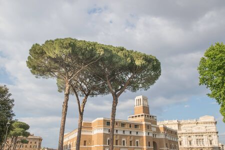 Maritime Pine tree group near Rome, Italy