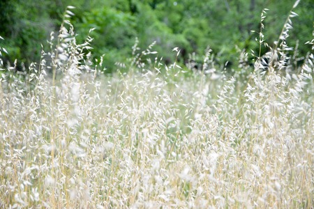 Field of grassの写真素材