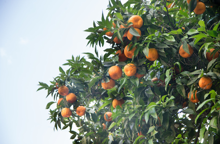 Orange tree in Rome, Italyの写真素材