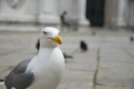 Seagull at Venice streetの写真素材