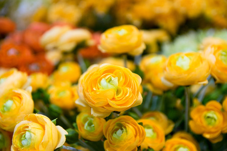 Plastic Yellow Rosesの写真素材