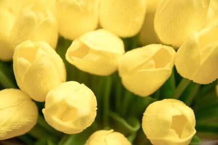 Plastic Yellow Tulipsの写真素材