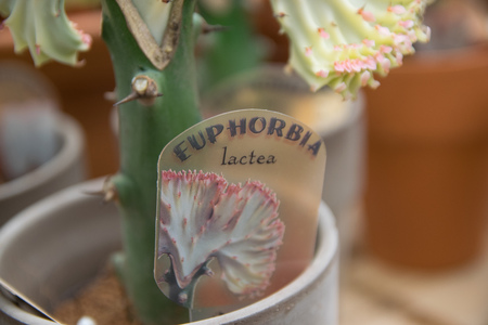 Close up of Euphorbia lactea Haw cactusの写真素材