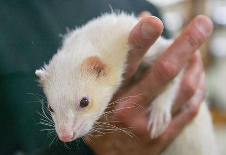 Man holding an Albino ferretの写真素材