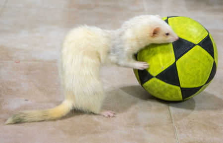 Albino ferret playing with a ballの写真素材