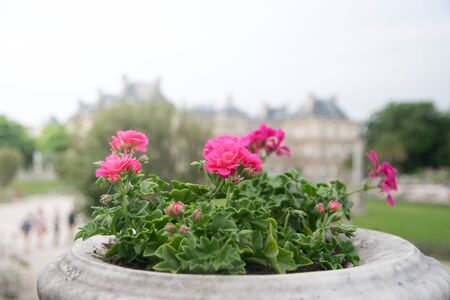 Luxembourg gardens ornamental flowers, Parisの写真素材