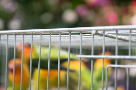 Blur decorative birds in cage on exhibition for sale