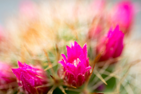 Cactus plants with colorful pink flowers