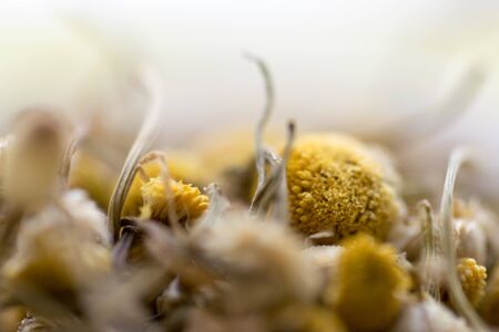 Pile of medicinal yellow chamomile herb budsの写真素材