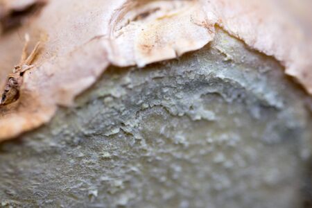 Close up of fresh ginger root spiceの写真素材