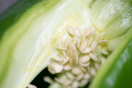 Fresh Green bell pepper seedsの写真素材