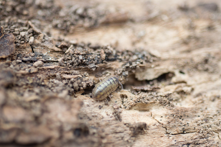 Close view of a upside down pill bug on the natureの写真素材