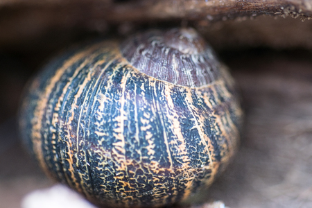 Close up view of big snail crawling on the trunk of old pine tree trunk, Helix pomatiaの写真素材