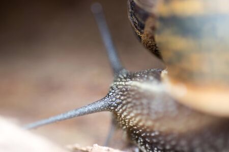 Close up view of big snail crawling on the trunk of old pine tree trunk, Helix pomatiaの写真素材