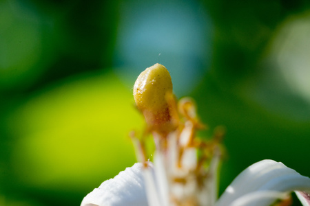 Blossoming lemon flowerの写真素材