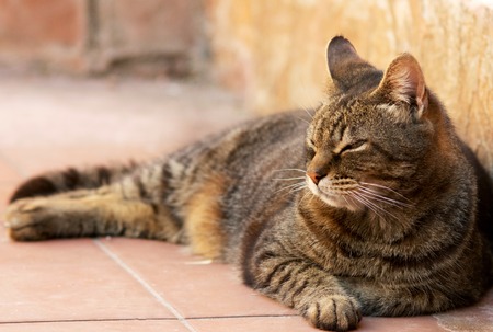 Adult grey cat relaxing outdoors at sunsetの写真素材