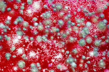 Fungus on a jelly background