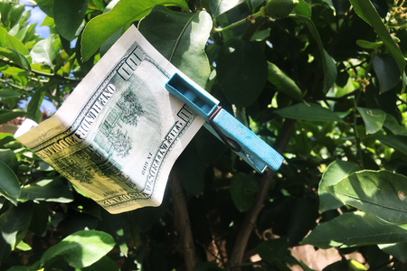 Drying 100 dollars bill on a treeの写真素材