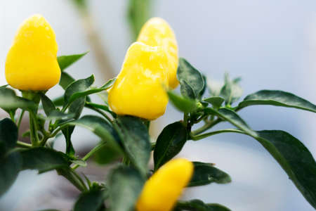 Yellow hot pepper plantの写真素材
