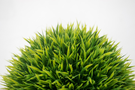 Green grass isolated on white backgroundの写真素材