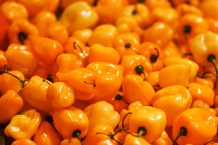  Yellow orange ripe habanero hot chili peppers backgroundの写真素材