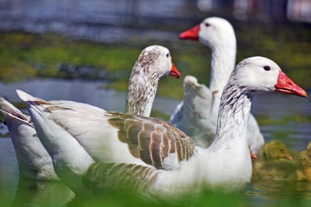 Duck family swimming in a pondの写真素材