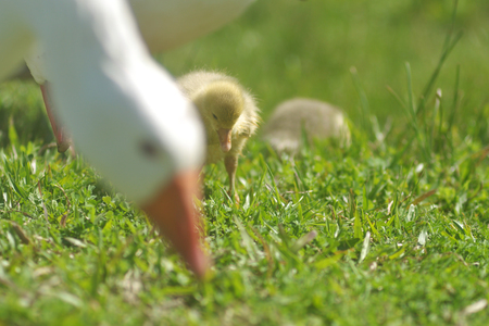 Duck eating grass outdoorsの写真素材