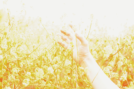 Female hand touches yellow flowers. Woman touching beautiful yellow flowersの写真素材
