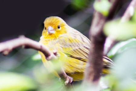Yellow canary bird in a tree branchの写真素材
