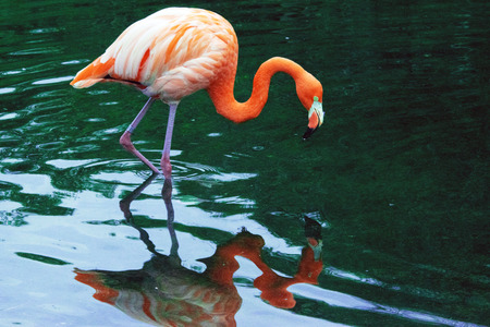 American Flamingo or Caribbean Flamingo (Phoenicopterus ruber)の写真素材